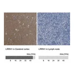 Merck Anti-LRRN1 antibody produced in rabbit