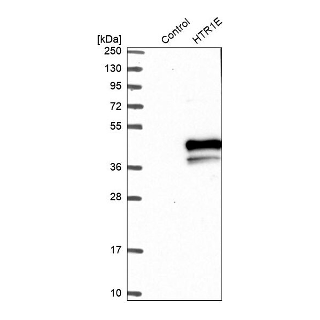Merck Anti-HTR1E antibody produced in rabbit