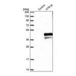 Merck Anti-HTR1E antibody produced in rabbit