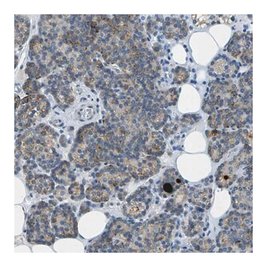 Merck Anti-LGI2 antibody produced in rabbit