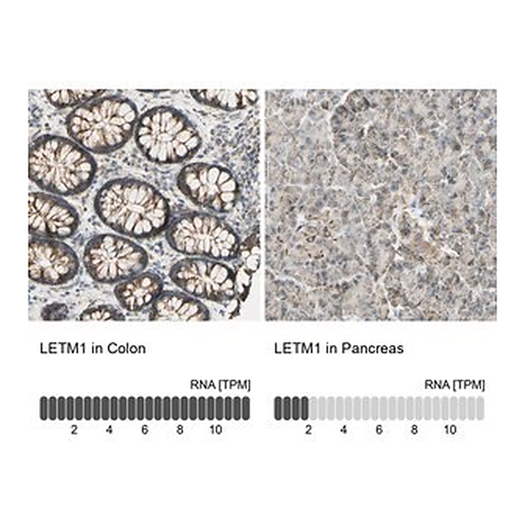 Merck Anti-LETM1 antibody produced in rabbit