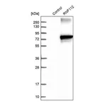 Merck Anti-RNF112 antibody produced in rabbit