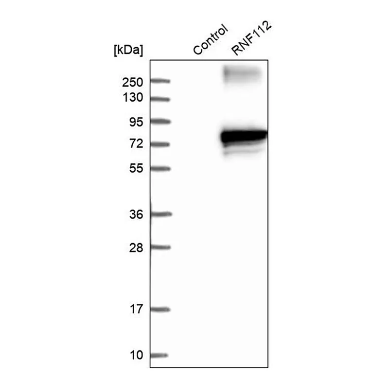 Merck Anti-RNF112 antibody produced in rabbit