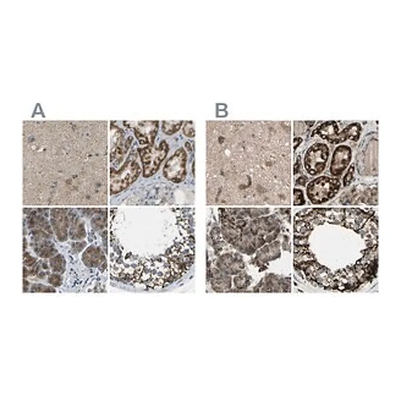 Merck Anti-CYB5R1 antibody produced in rabbit