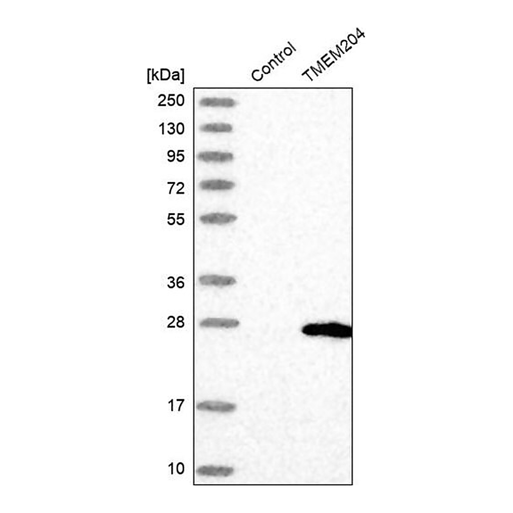 Merck Anti-TMEM204 antibody produced in rabbit