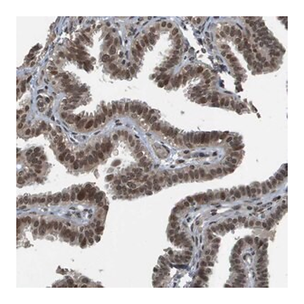 Merck Anti-KAT5 antibody produced in rabbit