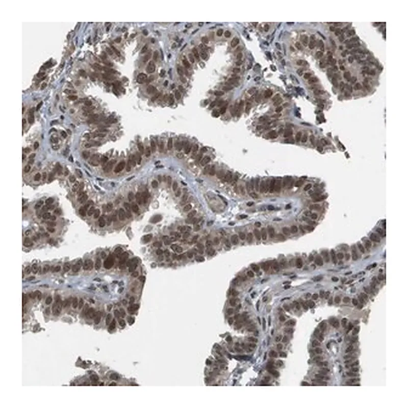 Merck Anti-KAT5 antibody produced in rabbit