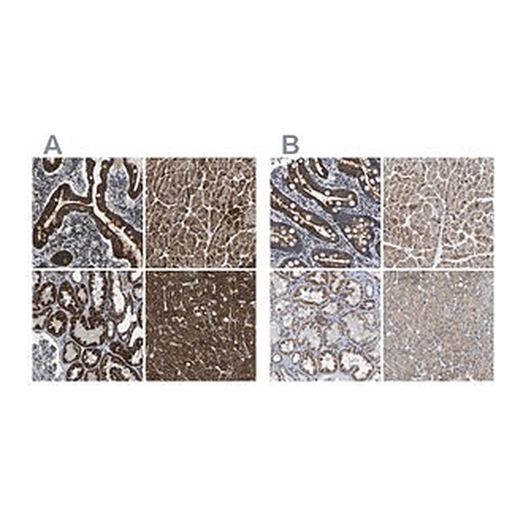 Merck Anti-ETFA antibody produced in rabbit