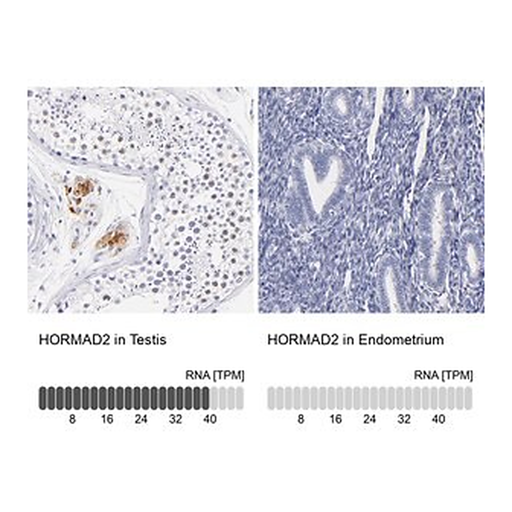 Merck Anti-HORMAD2 antibody produced in rabbit