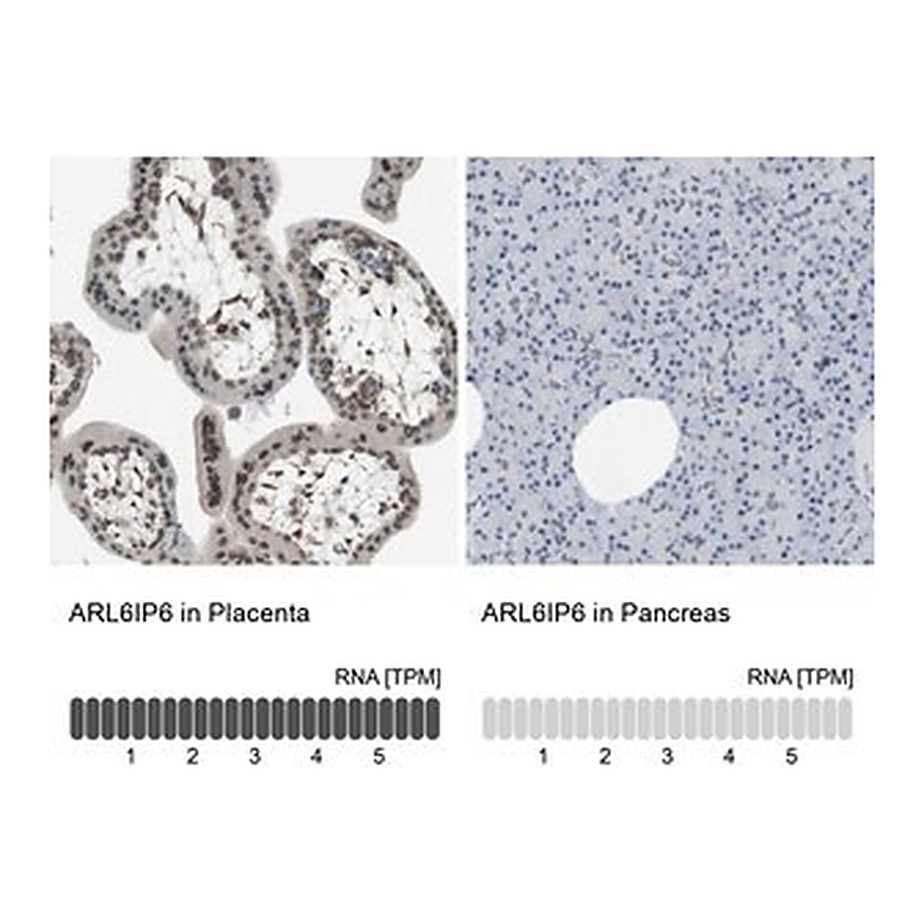 Merck Anti-ARL6IP6 antibody produced in rabbit