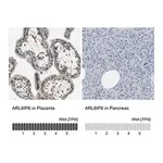 Merck Anti-ARL6IP6 antibody produced in rabbit