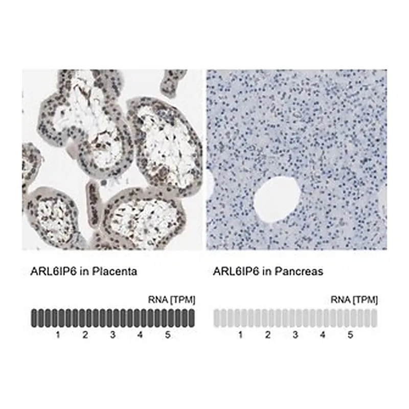 Merck Anti-ARL6IP6 antibody produced in rabbit