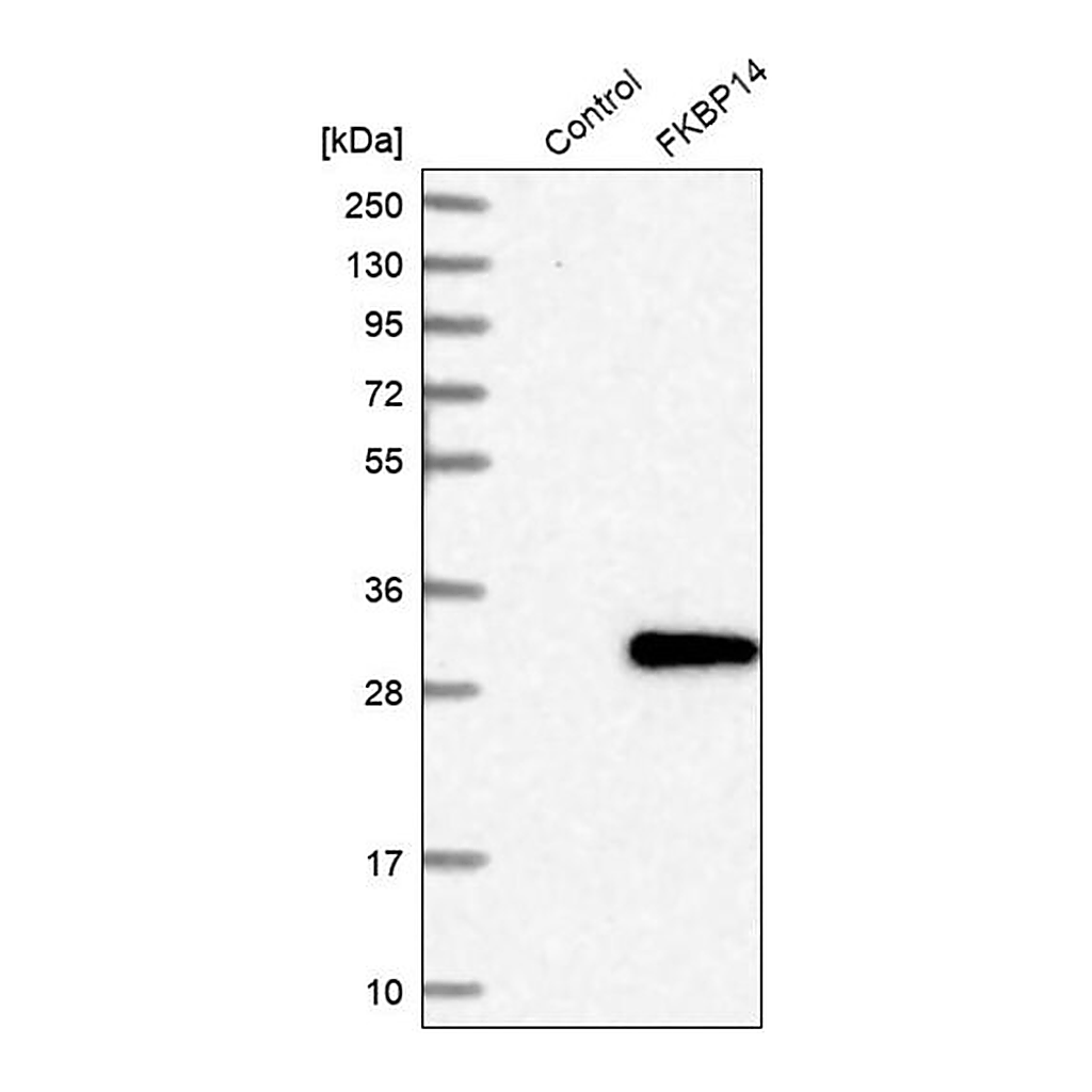 Merck Anti-FKBP14 antibody produced in rabbit