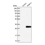 Merck Anti-FKBP14 antibody produced in rabbit