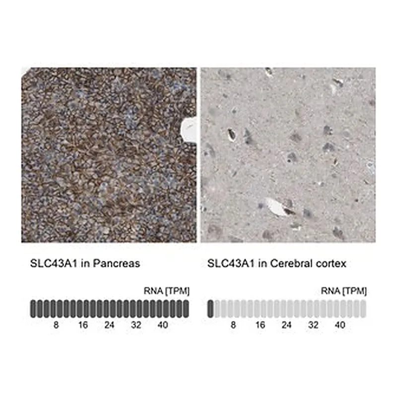 Merck Anti-SLC43A1 antibody produced in rabbit