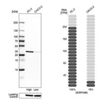 Merck Anti-SERPINB6 antibody produced in rabbit