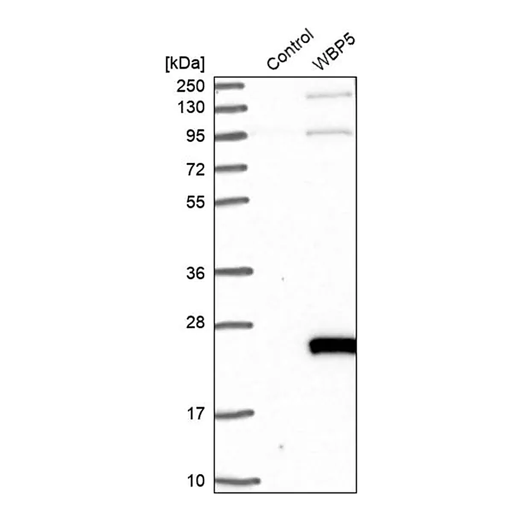 Merck Anti-TCEAL9 antibody produced in rabbit