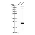 Merck Anti-TCEAL9 antibody produced in rabbit