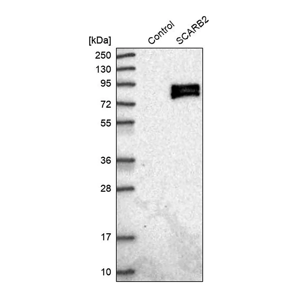 Merck Anti-SCARB2 antibody produced in rabbit