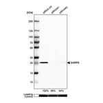 Merck Anti-SNRPB antibody produced in rabbit