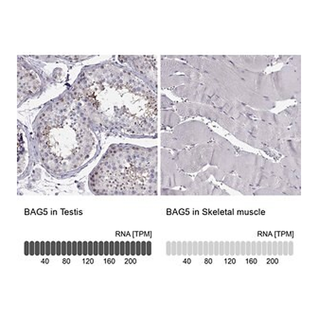 Merck Anti-BAG5 antibody produced in rabbit