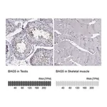 Merck Anti-BAG5 antibody produced in rabbit