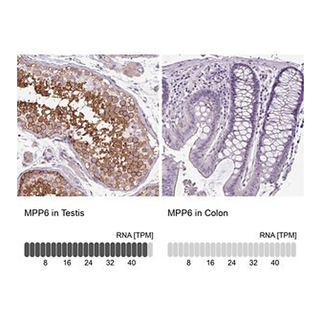 Merck Anti-MPP6 antibody produced in rabbit