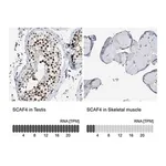 Merck Anti-SCAF4 antibody produced in rabbit