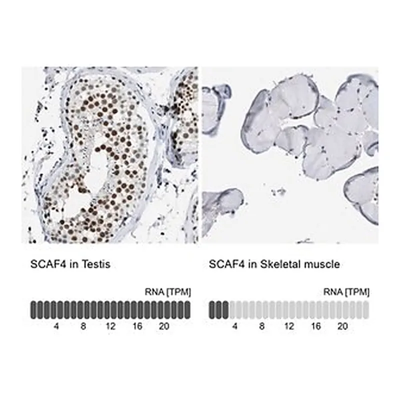 Merck Anti-SCAF4 antibody produced in rabbit