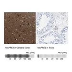 Merck Anti-MAPRE2 antibody produced in rabbit