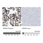 Merck Anti-BPGM antibody produced in rabbit