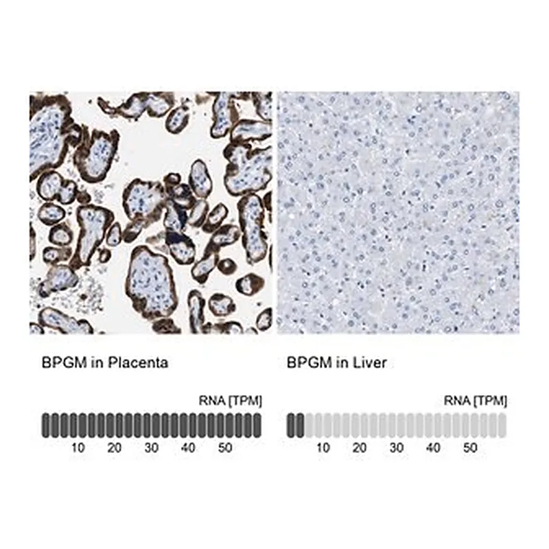 Merck Anti-BPGM antibody produced in rabbit