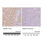 Merck Anti-ASGR2 antibody produced in rabbit