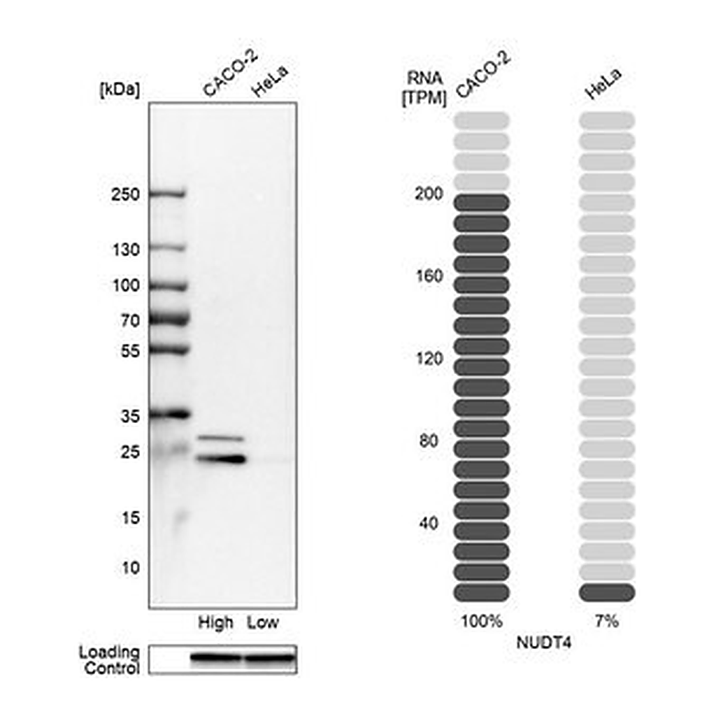 Merck Anti-NUDT4 antibody produced in rabbit