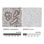 Merck Anti-SMARCE1 antibody produced in rabbit