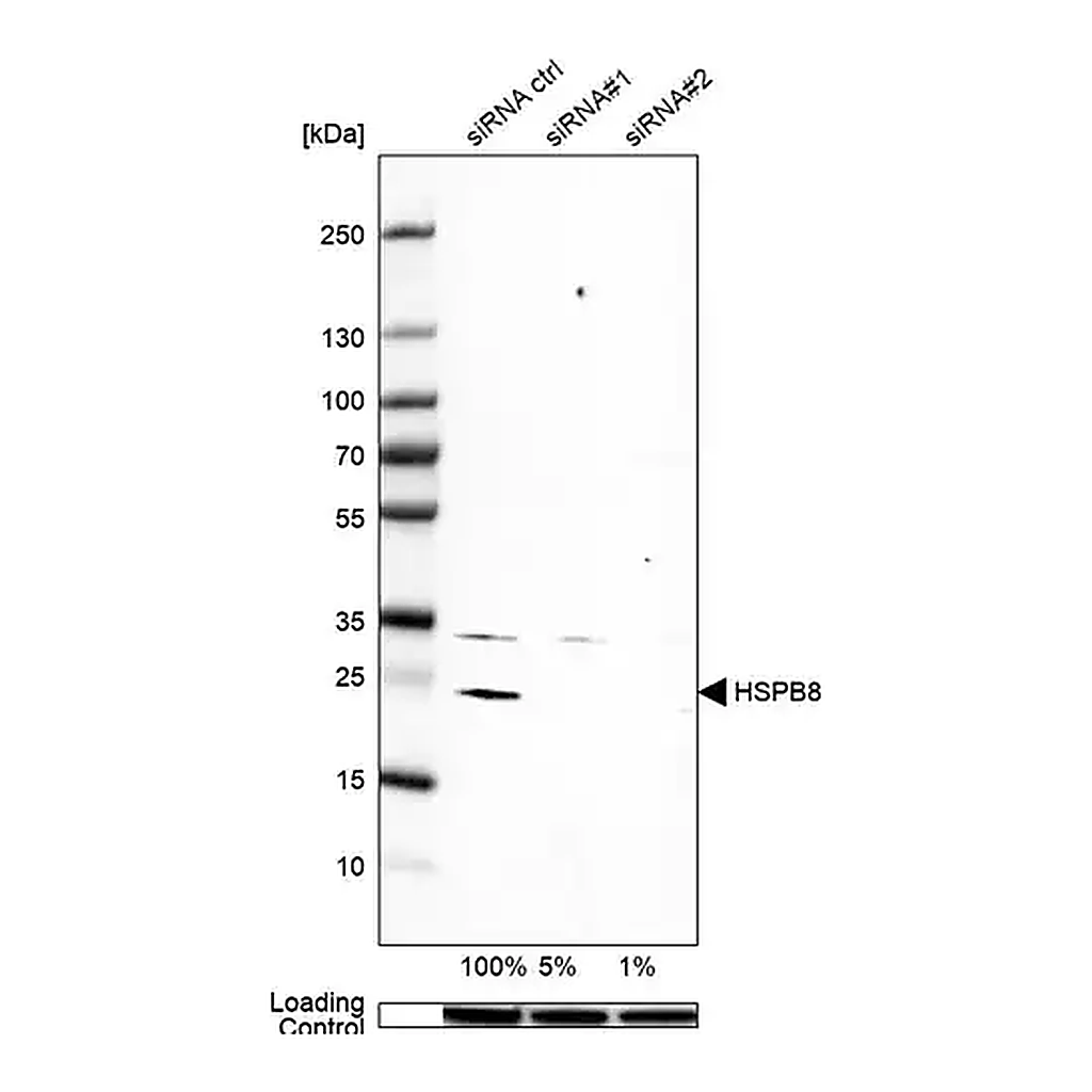 Merck Anti-HSPB8 antibody produced in rabbit