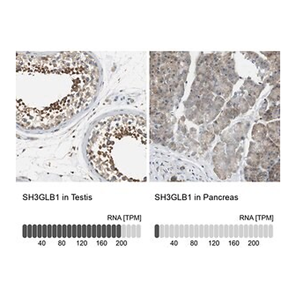 Merck Anti-SH3GLB1 antibody produced in rabbit