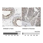 Merck Anti-SH3GLB1 antibody produced in rabbit