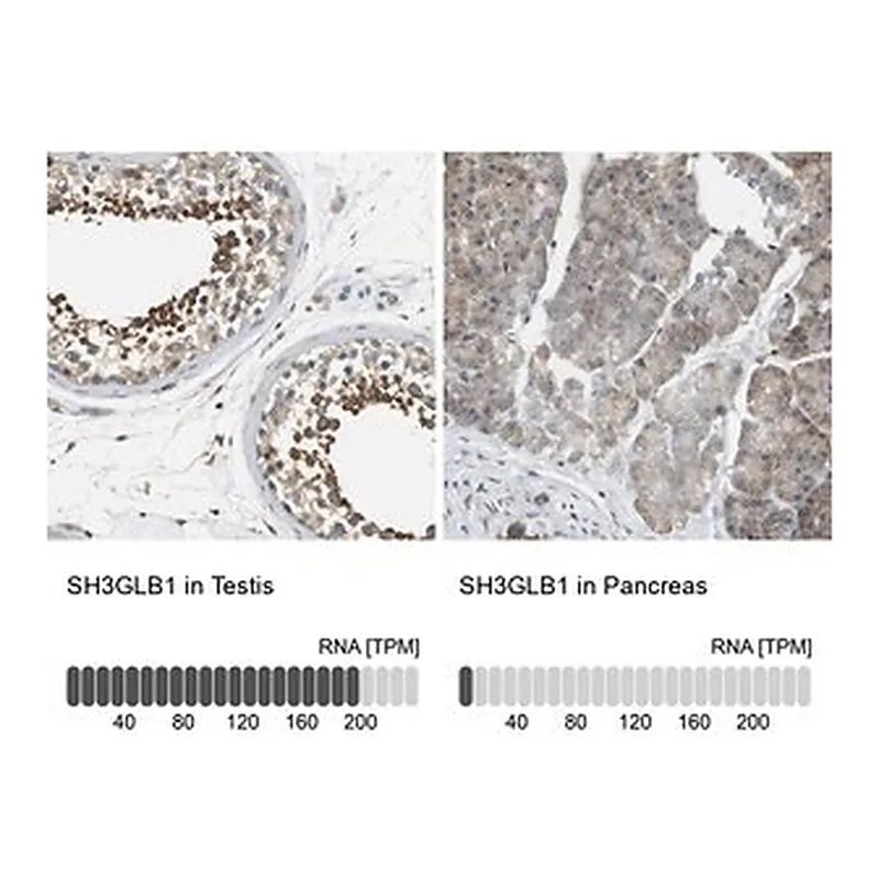Merck Anti-SH3GLB1 antibody produced in rabbit