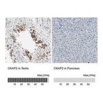 Merck Anti-CKAP2 antibody produced in rabbit