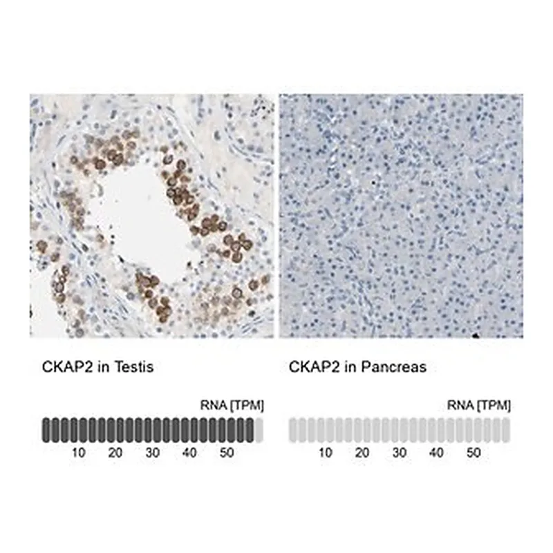 Merck Anti-CKAP2 antibody produced in rabbit