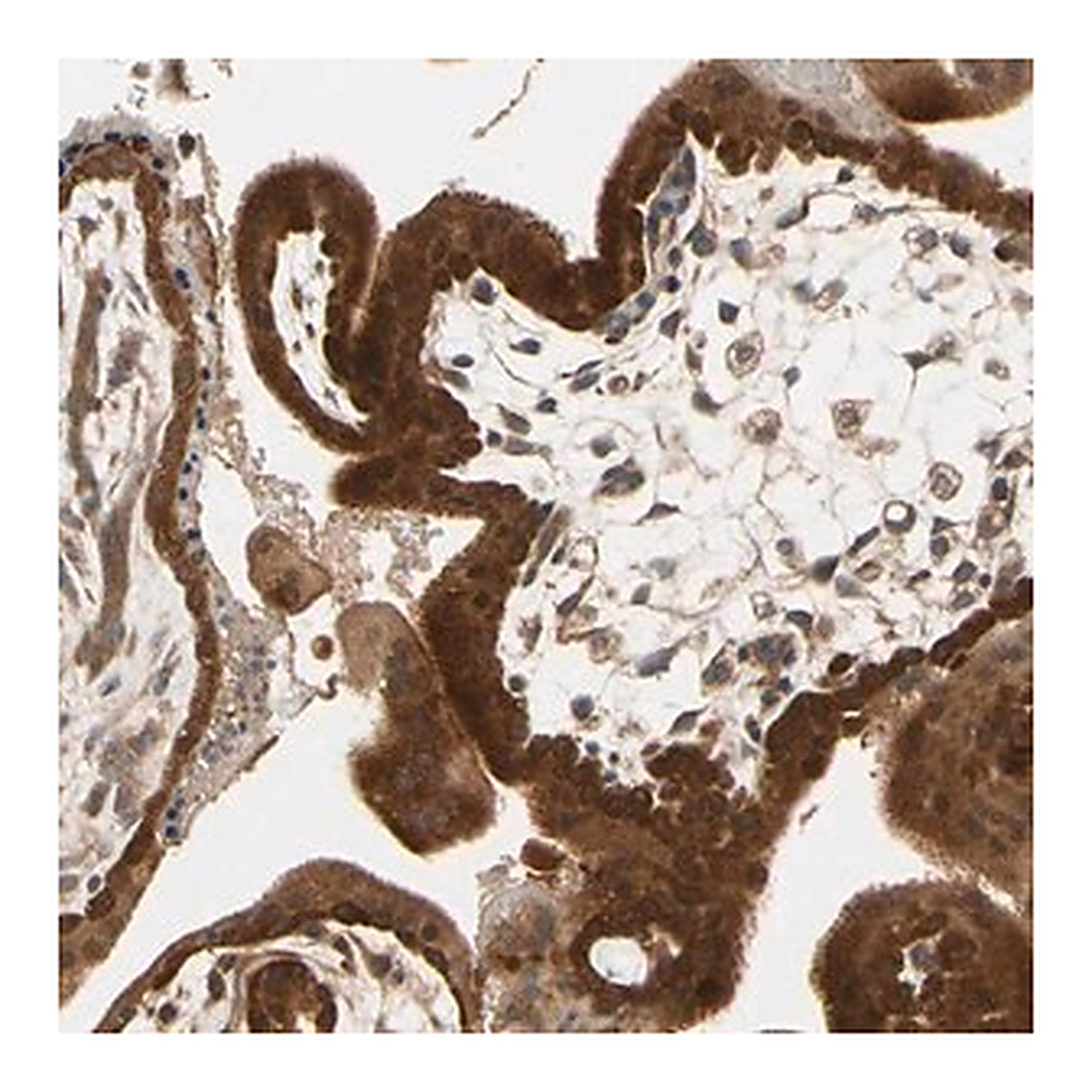 Merck Anti-TDRP antibody produced in rabbit