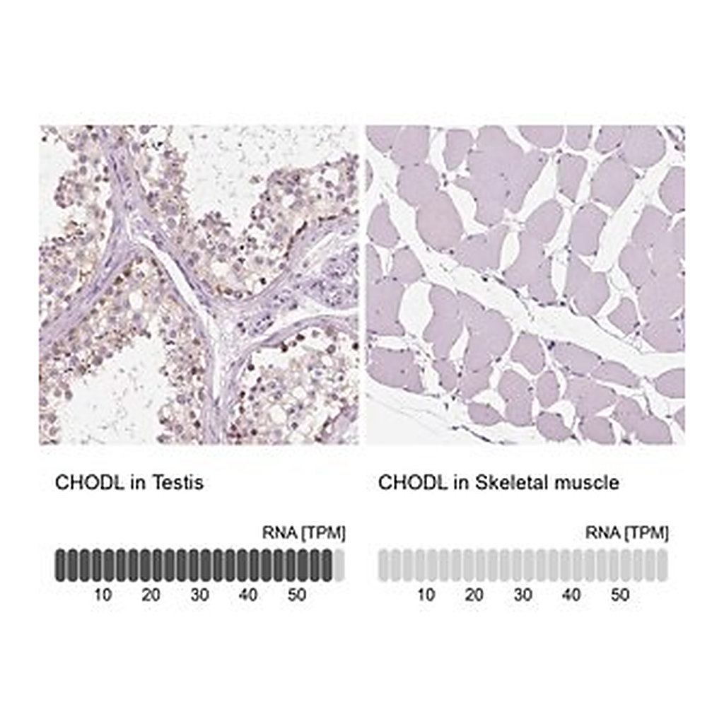 Merck Anti-CHODL antibody produced in rabbit