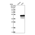 Merck Anti-MVK antibody produced in rabbit