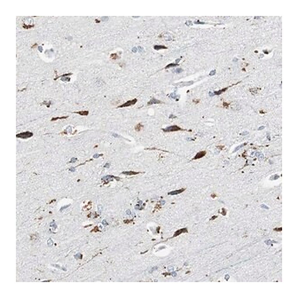 Merck Anti-NLGN1 antibody produced in rabbit