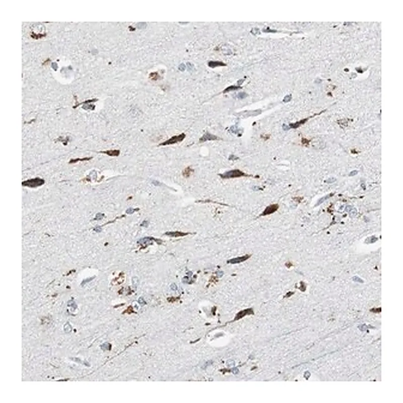 Merck Anti-NLGN1 antibody produced in rabbit