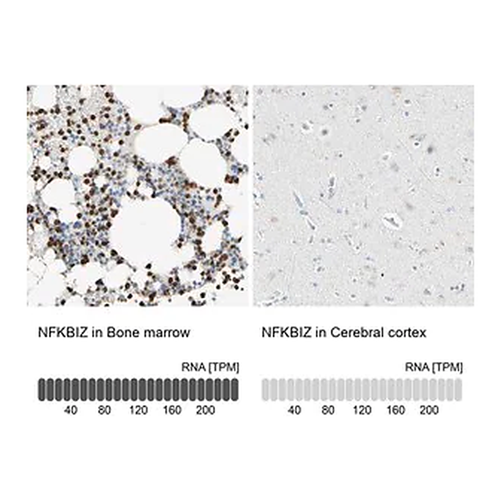 Merck Anti-NFKBIZ antibody produced in rabbit