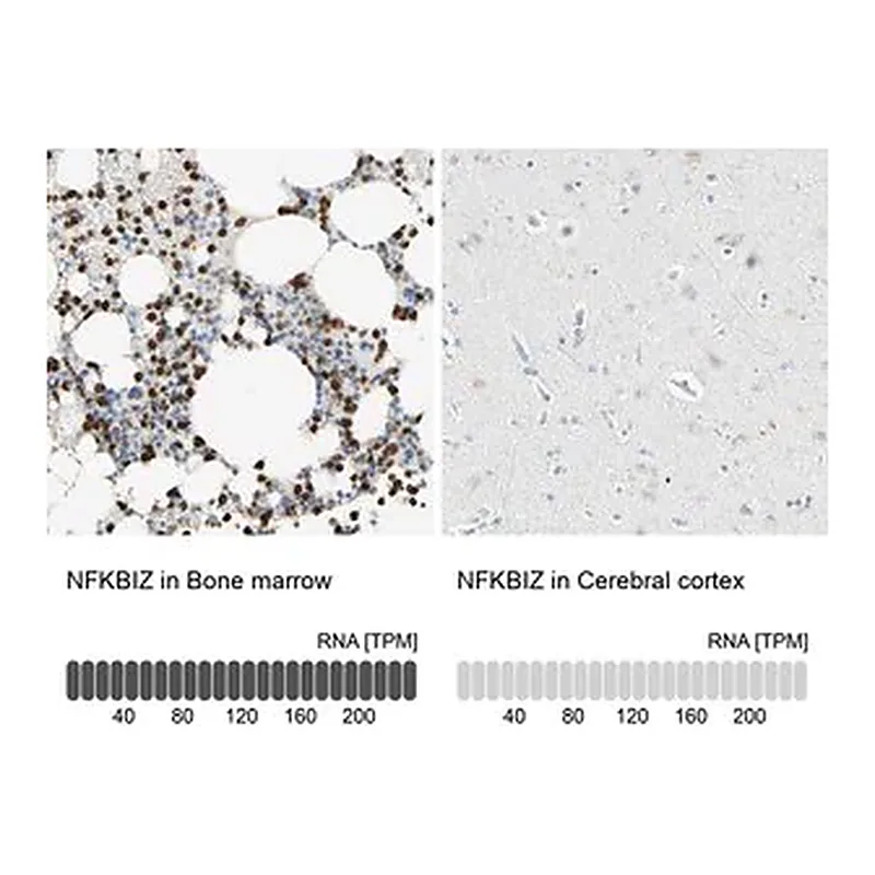 Merck Anti-NFKBIZ antibody produced in rabbit