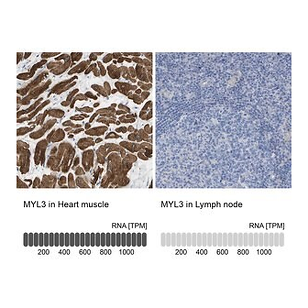 Merck Anti-MYL3 antibody produced in rabbit
