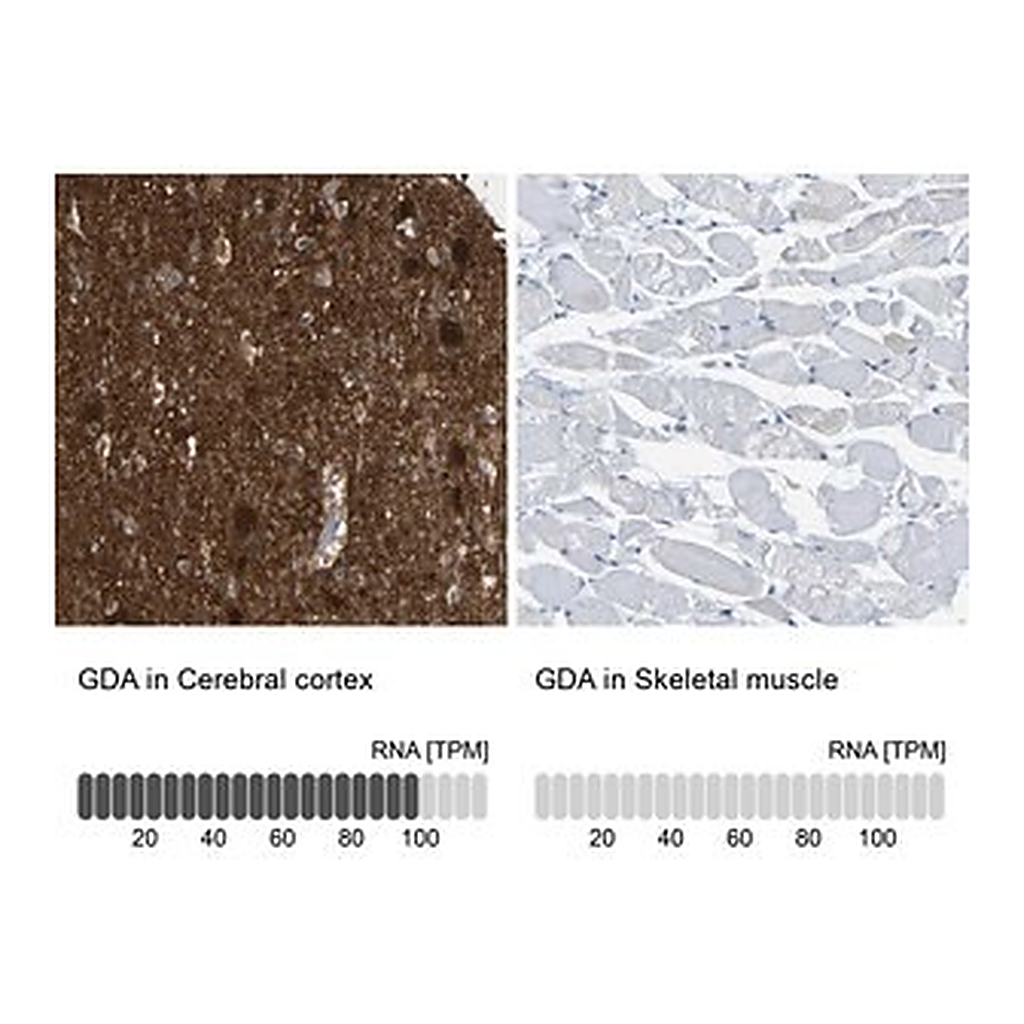 Merck Anti-GDA antibody produced in rabbit